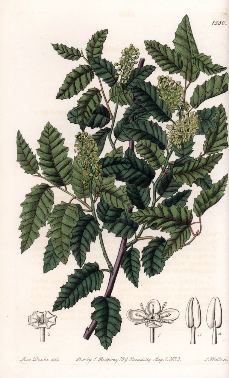 Pensas Schinus latifolia, pippurilajike - S.Wattsin kaivertama lautanen, Sarah Anne Draken (1803-1857) kuvituksesta, Englannin Sydenham Edwardsin (1768-1819) kasvitieteellisestä rekisteristä tekijältä Sydenham Teast Edwards