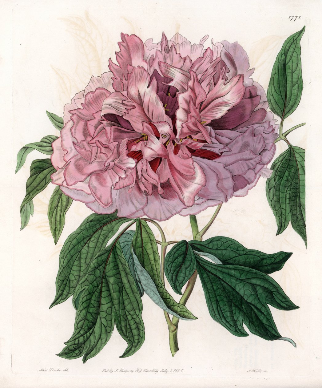 Pensaspioni tai lampaanpioni - S.Wattsin kaiverrettu taulu Sarah Anne Draken (1803-1857) kuvituksesta, Englannin Sydenham Edwardsin (1768-1819) kasvitieteellisestä rekisteristä tekijältä Sydenham Teast Edwards