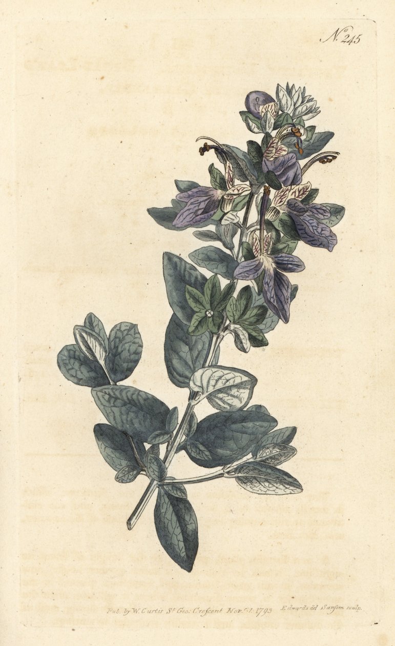 Pensainen germander, Teucrium fruticans (Teucrium latifolium) - Sansomin käsinvärinen kuparikaiverrus Sydenham Edwardsin kuvituksen jälkeen William Curtisin kasvitieteellisestä lehdestä Lontoossa tekijältä Sydenham Teast Edwards