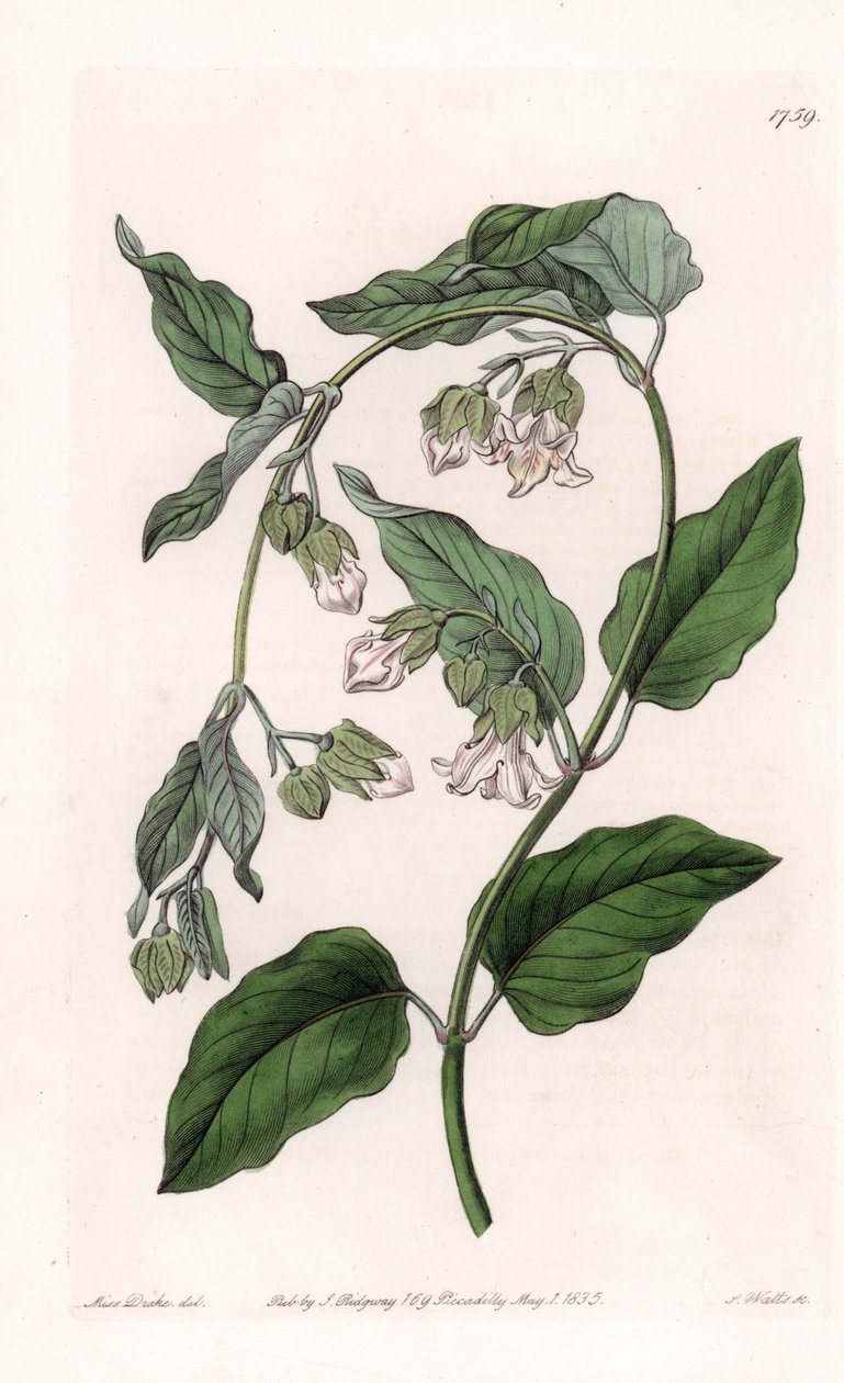 Silkkipidike Araujia - S.Wattsin kaivertama levy Sarah Anne Draken (1803-1857) kuvituksesta, Englannin Sydenham Edwardsin (1768-1819) kasvitieteellisestä rekisteristä tekijältä Sydenham Teast Edwards