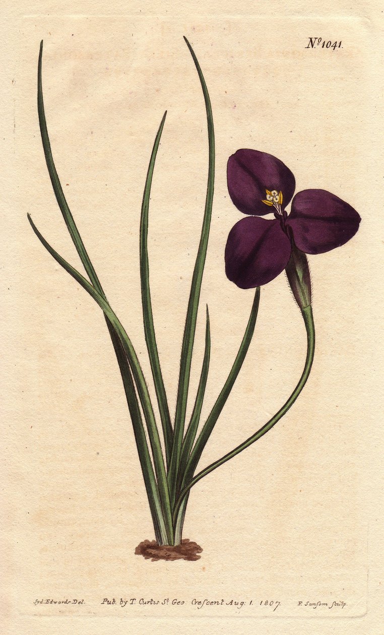 Silkkinen patersonia tumman violetilla kukalla. Nimetty eversti Patersonin mukaan, joka tutki Australian kasvistoa. Silkkinen patersonia tumman violetilla kukalla. Australian syntyperäinen. Nimetty eversti Patersonin, Uuden Etelä-Walesin apulaiskuvernöörin tekijältä Sydenham Teast Edwards