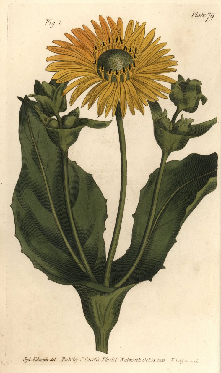 Silphium tai hartsiruoho, Silphium asteriscus, Polygamia nessaria. F. Sansomin käsinvärinen kuparikaiverrus Sydenham Edwardsin kasvitieteellisestä kuvituksesta William Curtisin kasvitieteen luentoihin, sellaisena kuin se on toimitettu Lambethin kasvitietee tekijältä Sydenham Teast Edwards