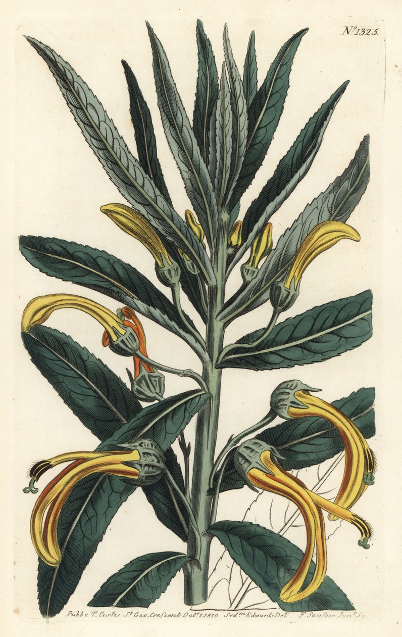 Siphocampylus giganteus, uhanalainen (Jättilobelia, Lobelia gigantea). F. Sansom Jr.:n käsinvärinen kuparikaiverrus Sydenham Edwardsin kuvituksen jälkeen William Curtisin kasvitieteellisestä lehdestä, T. Curtis, Lontoo tekijältä Sydenham Teast Edwards