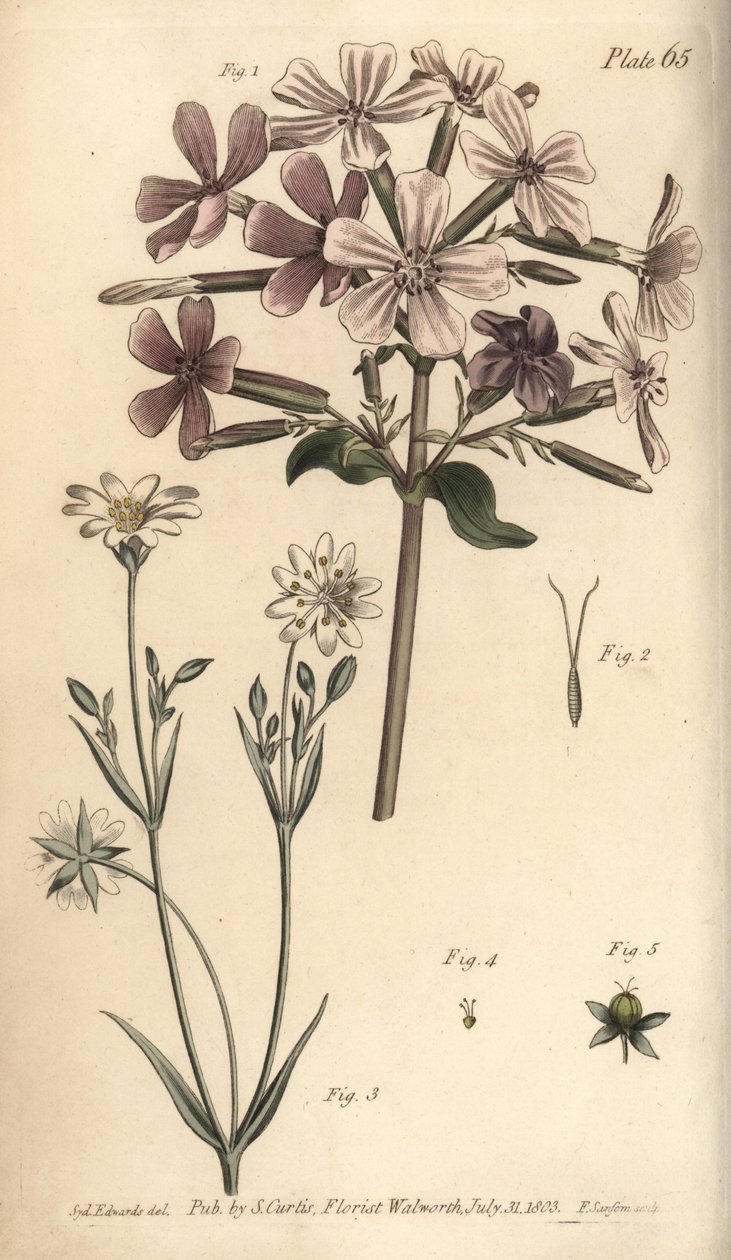 Saippuajuuri, Saponaria officinalis, Digynia tekijältä Sydenham Teast Edwards
