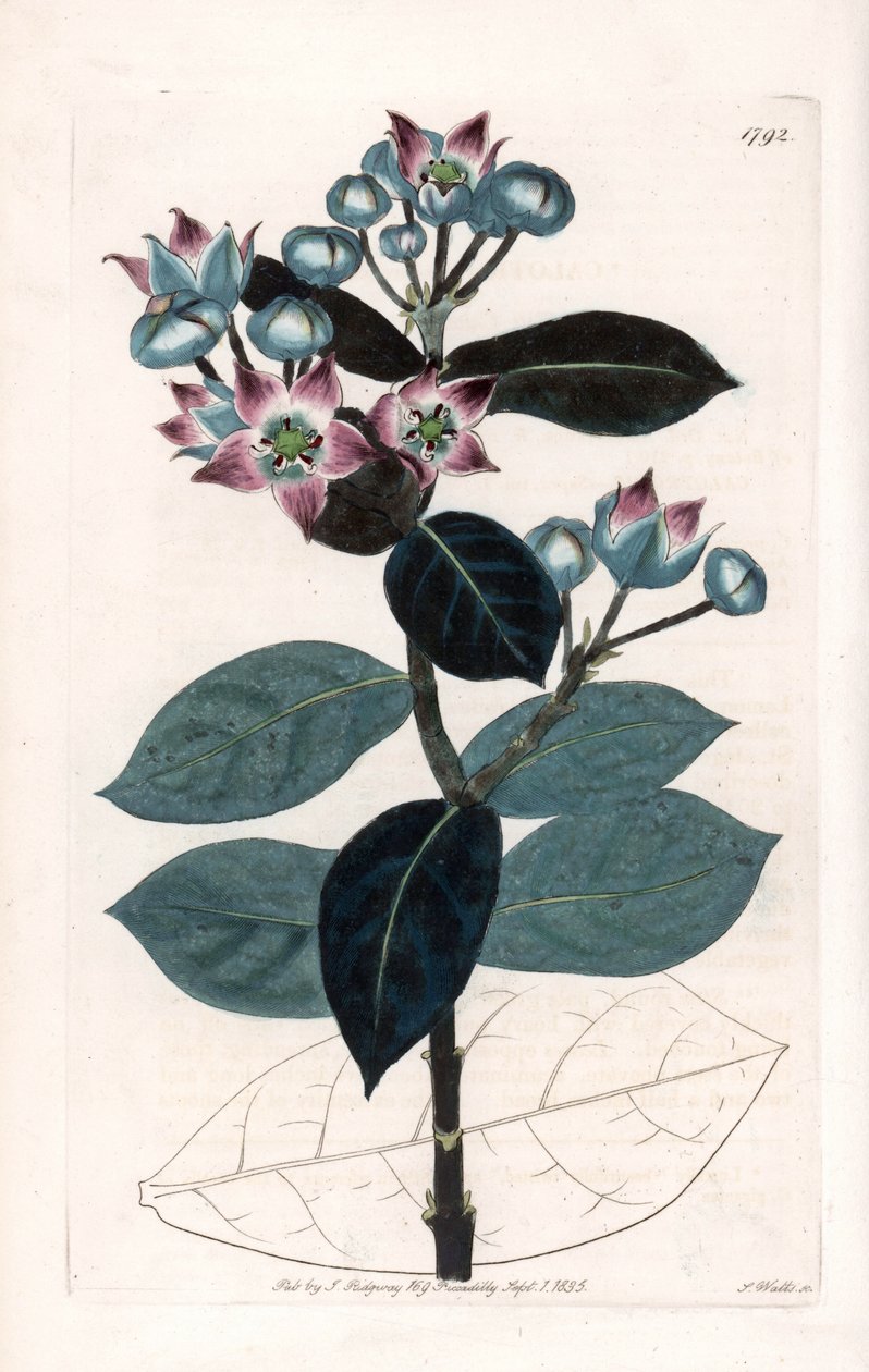 Sodom Apple Tree tai Silk Tree - S.Wattsin kaivertama levy, Sarah Anne Draken (1803-1857) kuvituksesta, Englannin Sydenham Edwardsin (1768-1819) kasvitieteellisestä rekisteristä tekijältä Sydenham Teast Edwards