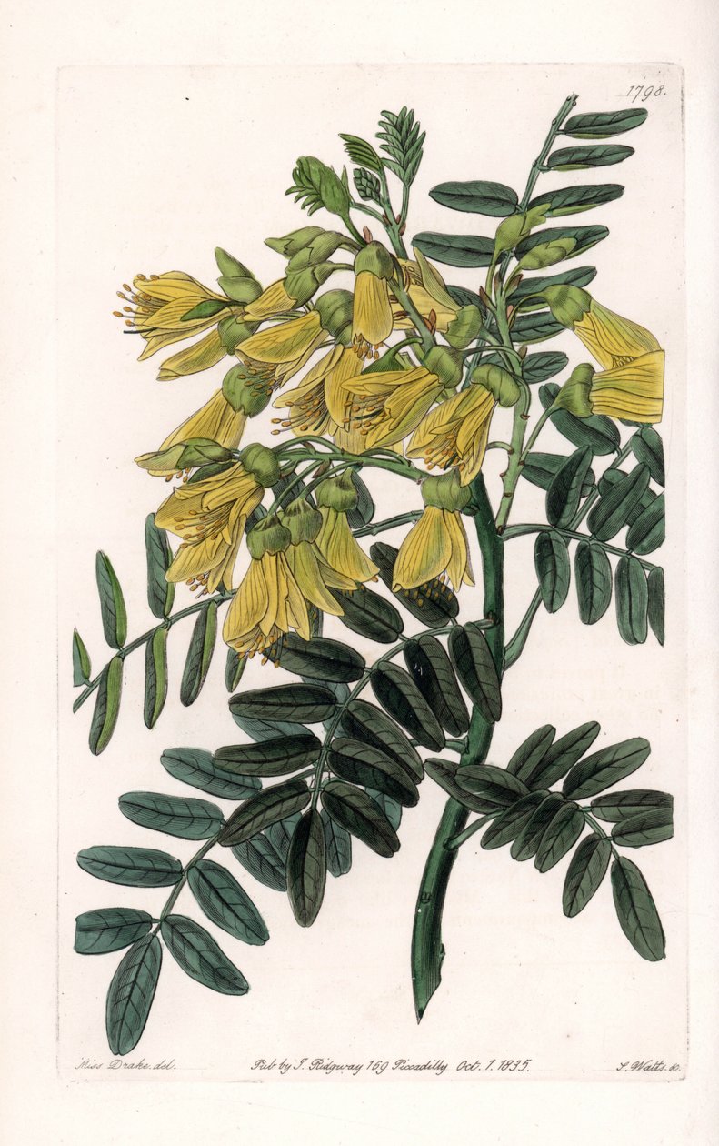Etelä-Amerikan sophora variete - Kaiverrus S.Watts, Sarah Anne Draken (1803-1857) kuvituksesta, Englannin Sydenham Edwardsin (1768-1819) kasvitieteellisestä rekisteristä tekijältä Sydenham Teast Edwards