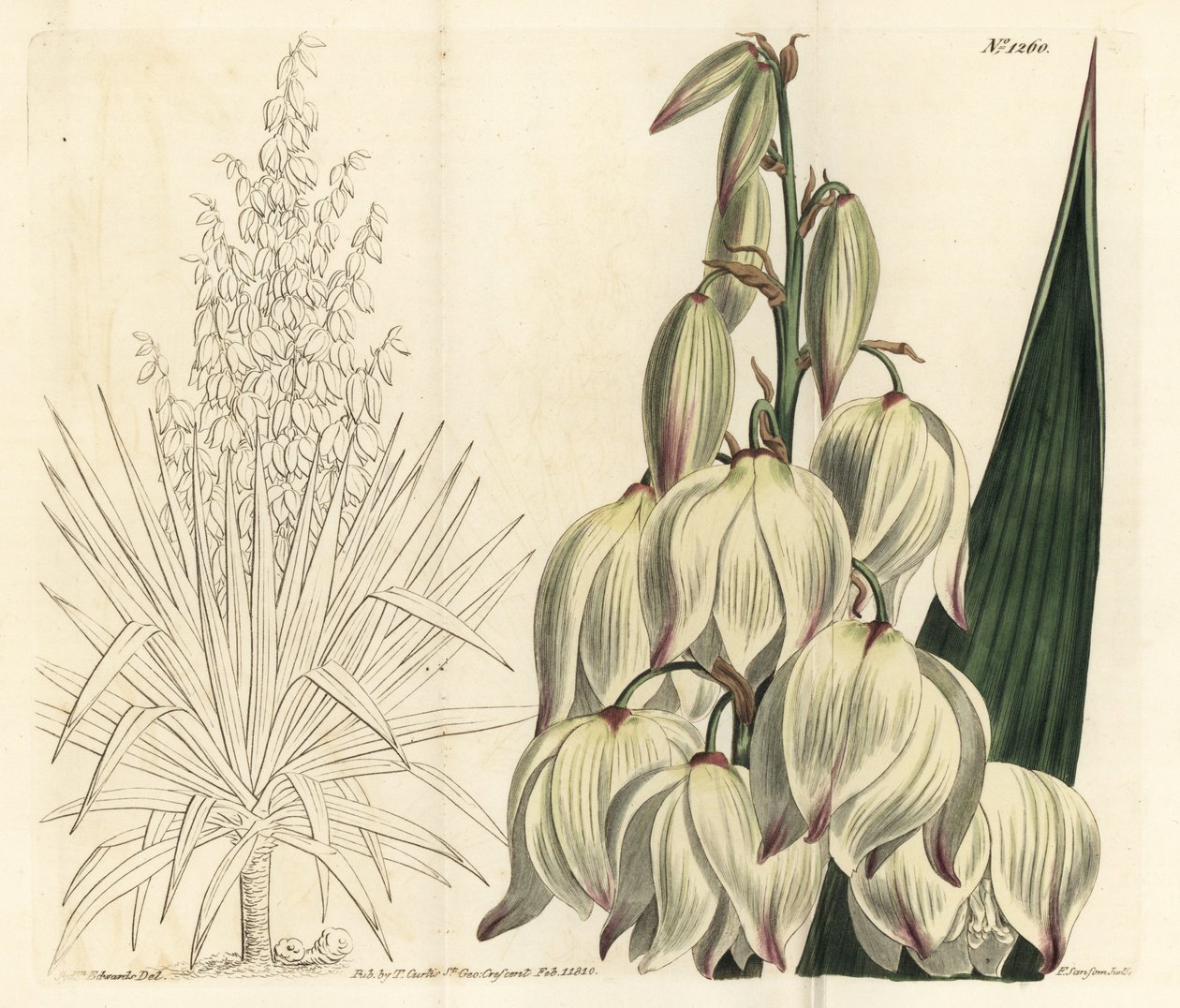 Espanjan tikari tai upea Adamin neula, Yucca gloriosa. F. Sansom Jr.:n käsinvärinen kuparikaiverrus Sydenham Edwardsin kuvituksen jälkeen William Curtisin kasvitieteellisestä lehdestä, T. Curtis, Lontoo tekijältä Sydenham Teast Edwards