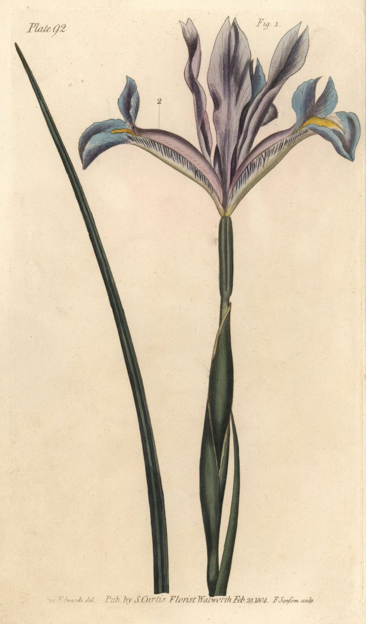Espanjan iiris, Iris xiphium. F. Sansomin käsinvärinen kuparikaiverrus Sydenham Edwardsin kasvitieteellisestä kuvituksesta William Curtisin kasvitieteen luentoihin, sellaisena kuin se on toimitettu Lambethin kasvitieteellisessä puutarhassa tekijältä Sydenham Teast Edwards