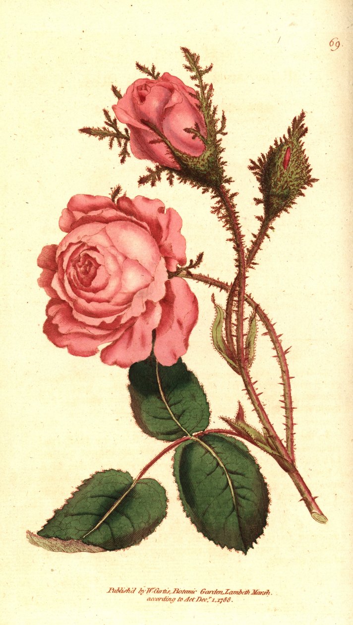 Sparkling rose (sparkling rose) - Pink sammal, Rosa centifolia f. muscosa (Rosa muscosa). Käsinvärinen kuparikaiverrus William Curtisin The Botanical Magazine -lehden kasvitieteellisen kuvituksen jälkeen, Lambeth Marsh, Lontoo tekijältä Sydenham Teast Edwards