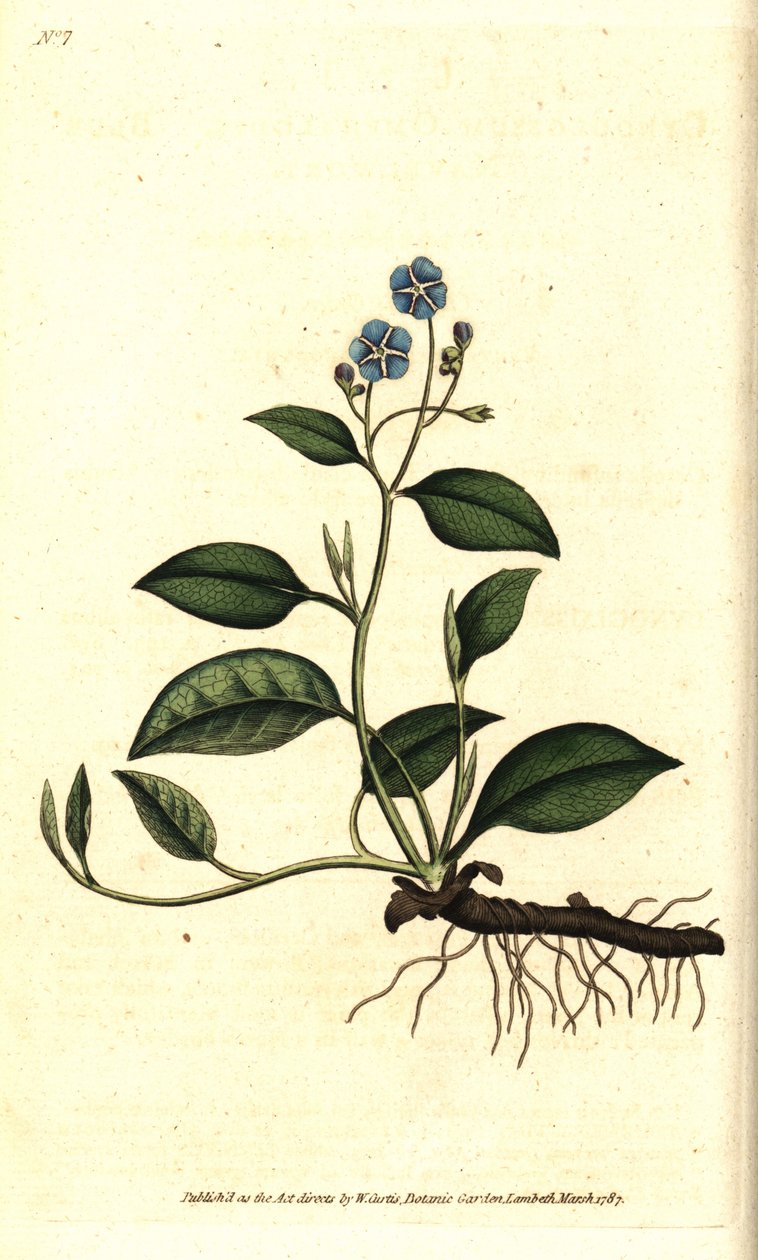 Spring Omphalodes tai Printaniere Little Purasruoho - Hiipivä navalwort, Omphalodes verna (sininen navalwort, Cynoglossum omphalodes). Käsinvärinen kuparikaiverrus James Sowerbyn kasvitieteellisen piirroksen mukaan William Curtisin The Botanical Magazinest tekijältä Sydenham Teast Edwards