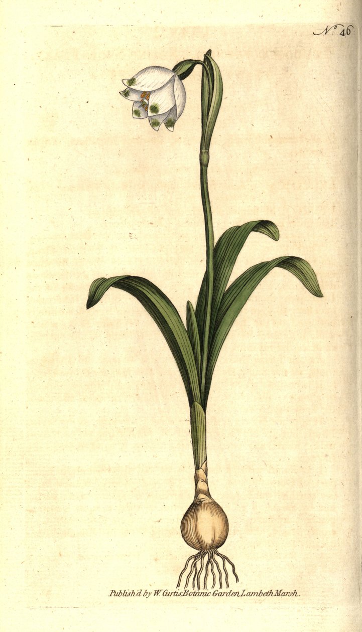 Kevättaso tai Claudinette - Kevät lumihiutale, Leucojum vernum. Käsinvärinen kuparikaiverrus James Sowerbyn kasvitieteellisen kuvituksen mukaan William Curtisin The Botanical Magazinesta, Lambeth Marsh, Lontoo tekijältä Sydenham Teast Edwards