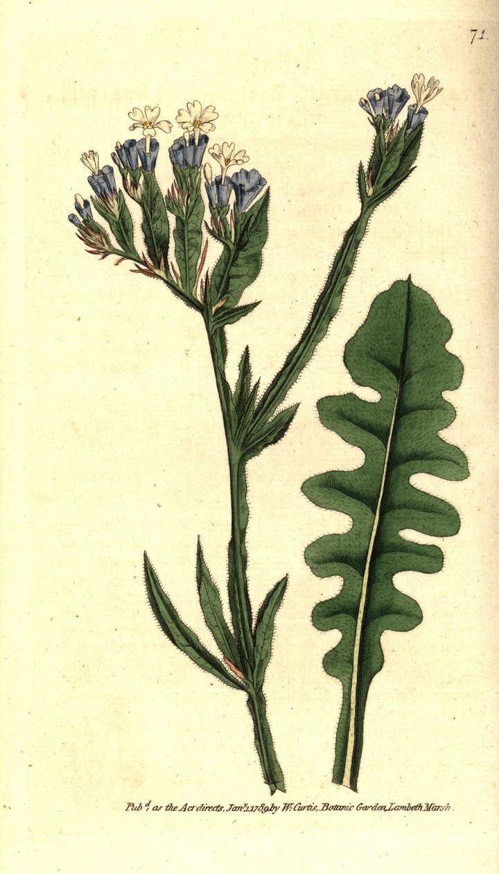 Statice sinue tai Limonium sinuatelehdillä - Merilaventeli, Limonium sinuatum (Purple-cup 