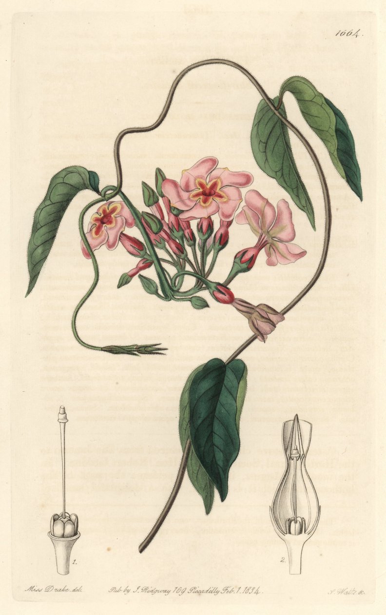 Stellar echite, kotoisin Brasiliasta - S. Wattsin vesiforte Sarah Anne Draken (1803-1857) kuvituksesta kasvitieteellisestä rekisteristä tekijältä Sydenham Teast Edwards