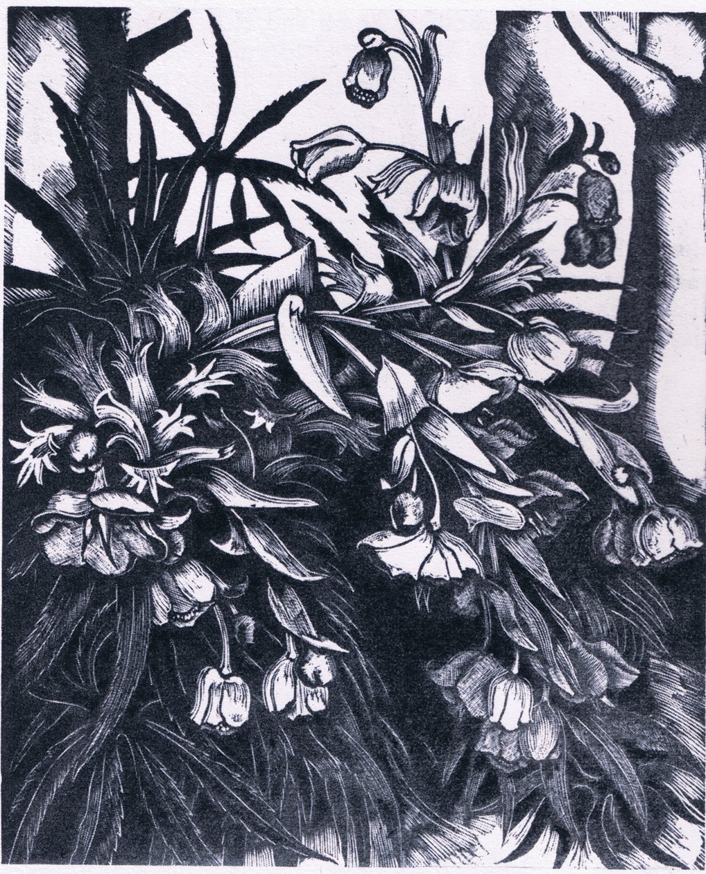 Stinking Hellebore, Nature in Britain julkaisija Collins tekijältä Sydenham Teast Edwards