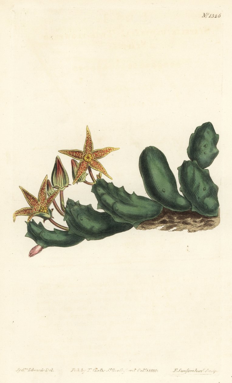 Stisseria geminata (Kaksikukkainen stapelia, Stapelia geminata). F. Sansom Jr.:n käsinvärinen kuparikaiverrus Sydenham Edwardsin kuvituksen jälkeen William Curtisin kasvitieteellisestä lehdestä, T. Curtis, Lontoo tekijältä Sydenham Teast Edwards