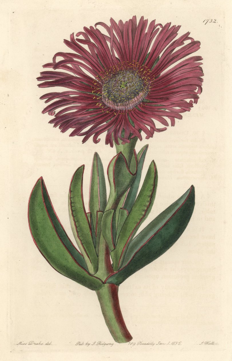 Mehikasvi Carpobrotus, kotoisin Etelä-Afrikasta - S. Wattsin vahva vesi Sarah Anne Draken (1803-1857) kuvituksesta kasvitieteellisestä rekisteristä tekijältä Sydenham Teast Edwards