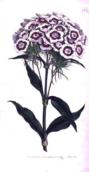 Sweet William tai Bearded Pink (Dianthus barbatus), levy 205 William Curtisin "The Botanical Magazinesta" (tai "Flower Garden Displayed"), taiteilijan kaivertama, pub. 1792 (kaiverrus) tekijältä Sydenham Teast Edwards
