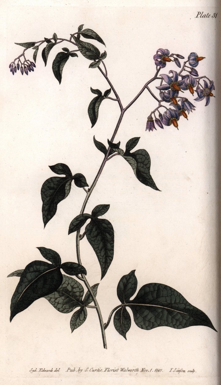 Makea katkera tai katkera makea yösatama. Värillinen kuparikaiverrus, Sydenham Edwardsin (1768-1819) kuvitus Lambethin kasvitieteellisen puutarhan kasvitieteellinen puutarha (Englanti) tekijältä Sydenham Teast Edwards