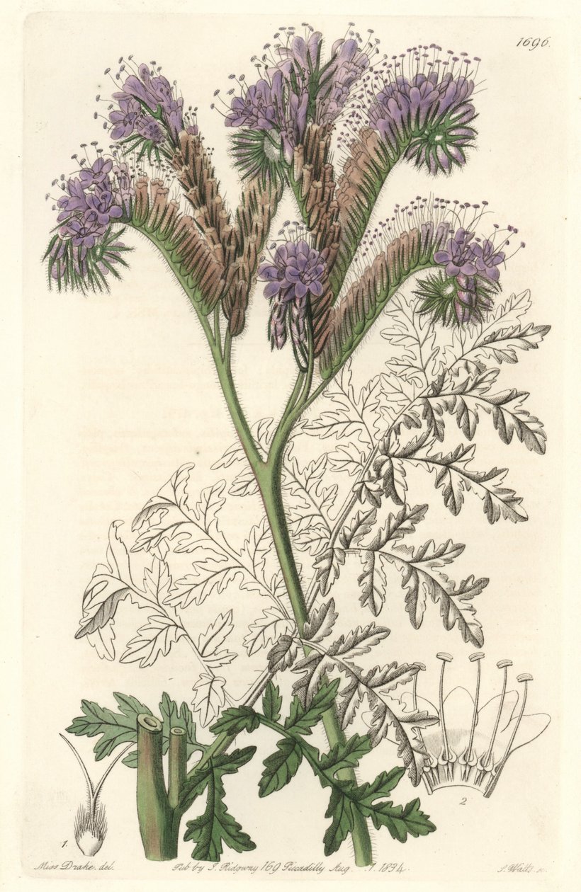 Tansy leaf phacelia, kotoisin Kaliforniasta - S. Wattsin vesiforte Sarah Anne Draken (1803-1857) kuvituksesta kasvitieteellisestä rekisteristä tekijältä Sydenham Teast Edwards