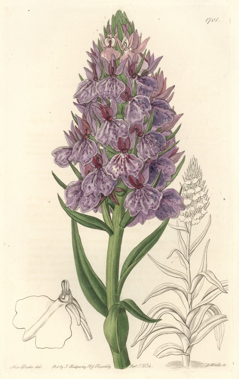 Maanpäällinen orkidea, endeeminen Madeiren saarella - S. Wattsin Water Forte Sarah Anne Draken (1803-1857) kuvituksesta kasvitieteellisestä rekisteristä tekijältä Sydenham Teast Edwards