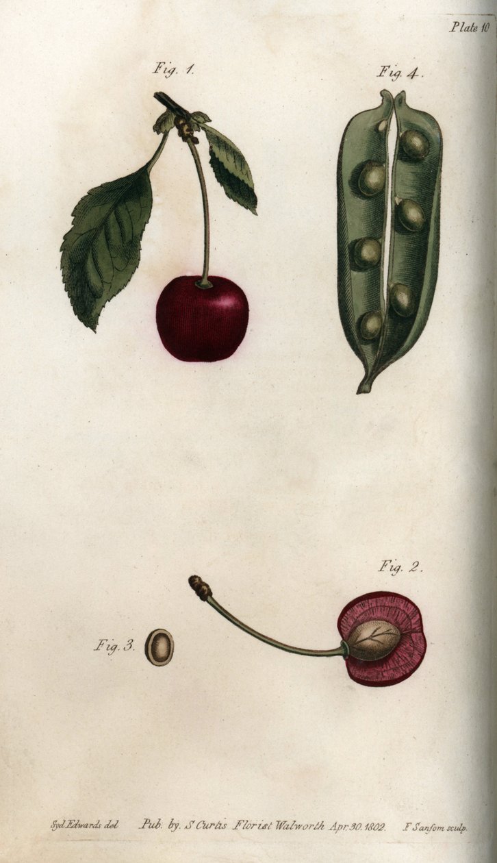 Herneen siemen (palkokasvit) ja osa kirsikan (tai villikirsikan tai lintujen) hedelmästä. Värillinen kuparikaiverrus, Sydenham Edwardsin (1768-1819) kuvitus Lambethin kasvitieteellisen puutarhan kasvitieteelliseen konferenssiin (Englanti) tekijältä Sydenham Teast Edwards