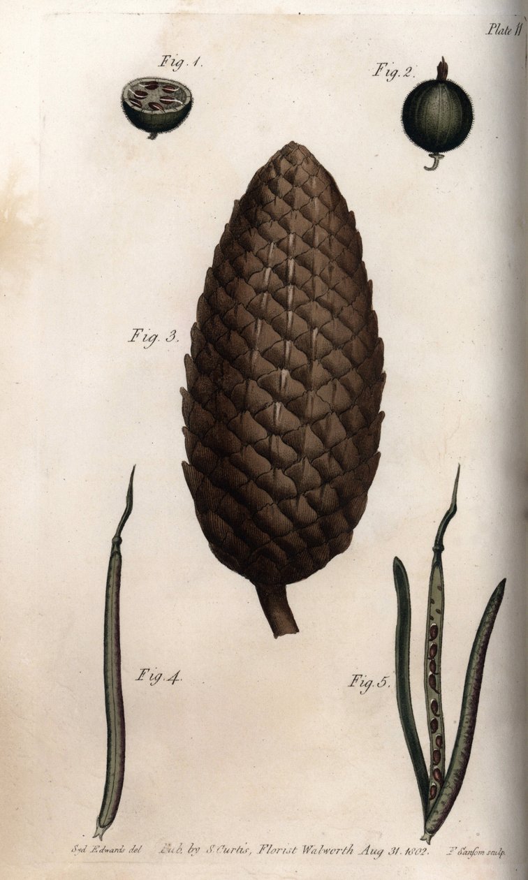 Karviaismarjan siemenkalvossa on makrilli, männyn hedelmä ja apilan seinät (tai ravenelli). Värillinen kuparikaiverrus, Sydenham Edwardsin (1768-1819) kuvitus Lambethin kasvitieteellisen puutarhan kasvitieteelliseen konferenssiin (Englanti) tekijältä Sydenham Teast Edwards