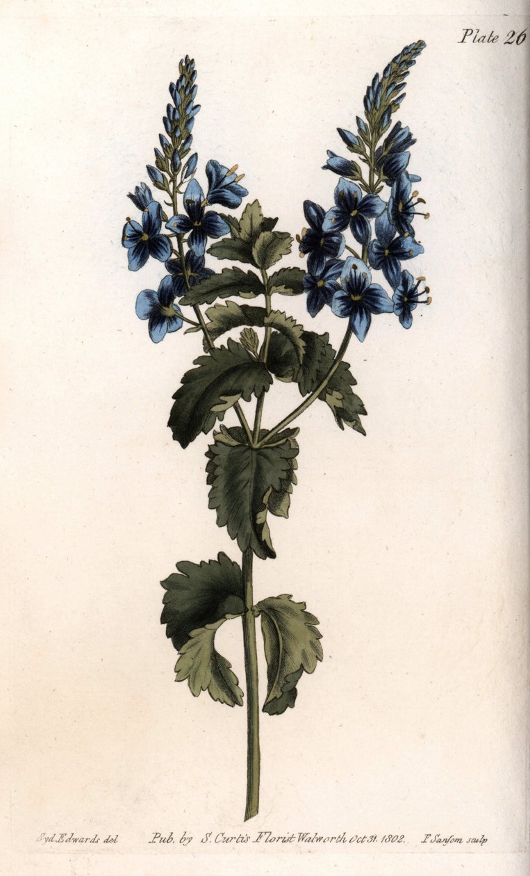 Veronica pieni tammi tai väärä germandree. Värillinen kuparikaiverrus, Sydenham Edwardsin (1768-1819) kuvitus Lambethin kasvitieteellisen puutarhan kasvitieteellinen puutarha (Englanti) tekijältä Sydenham Teast Edwards