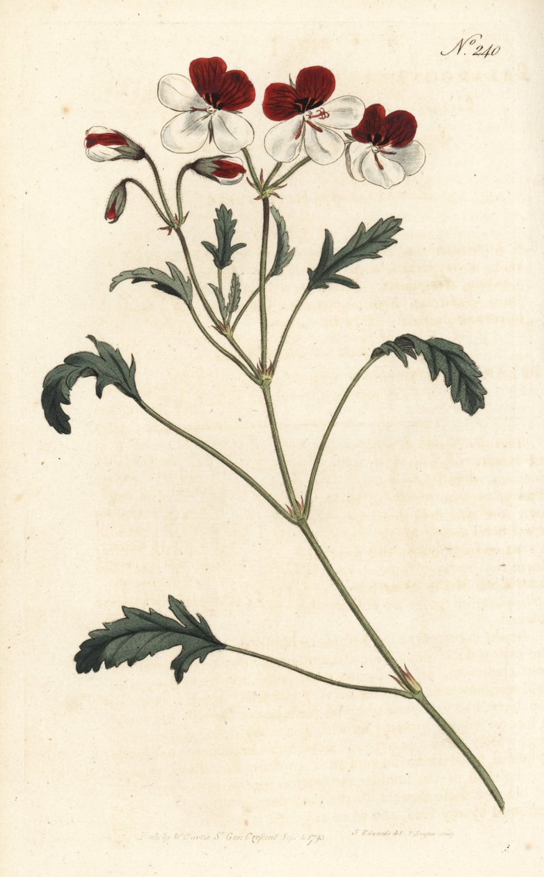 Kolmivärinen kurjenmiekka, Pelargonium tricolor. Sansomin käsin tekemä kuparikaiverrus Sydenham Edwardsin kuvituksen mukaan, William Curtis