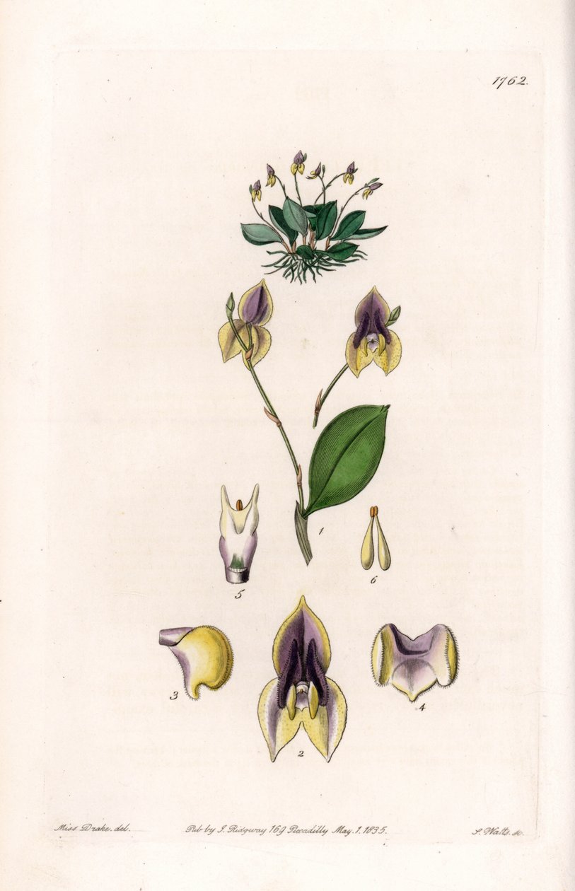 Kolme hammasta Lepanthe - S.Wattsin kaivertama levy, Sarah Anne Draken (1803-1857) kuvituksesta, Englannin Sydenham Edwardsin (1768-1819) kasvitieteellisestä rekisteristä tekijältä Sydenham Teast Edwards