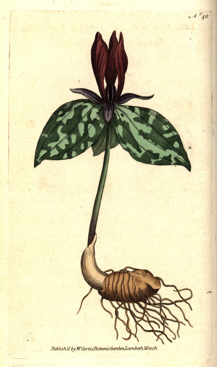 Toadshade tai sessile trillium, Trillium sessile. Käsinvärinen kuparikaiverrus James Sowerbyn kasvitieteellisen kuvituksen mukaan William Curtisin The Botanical Magazinesta, Lambeth Marsh, Lontoo tekijältä Sydenham Teast Edwards