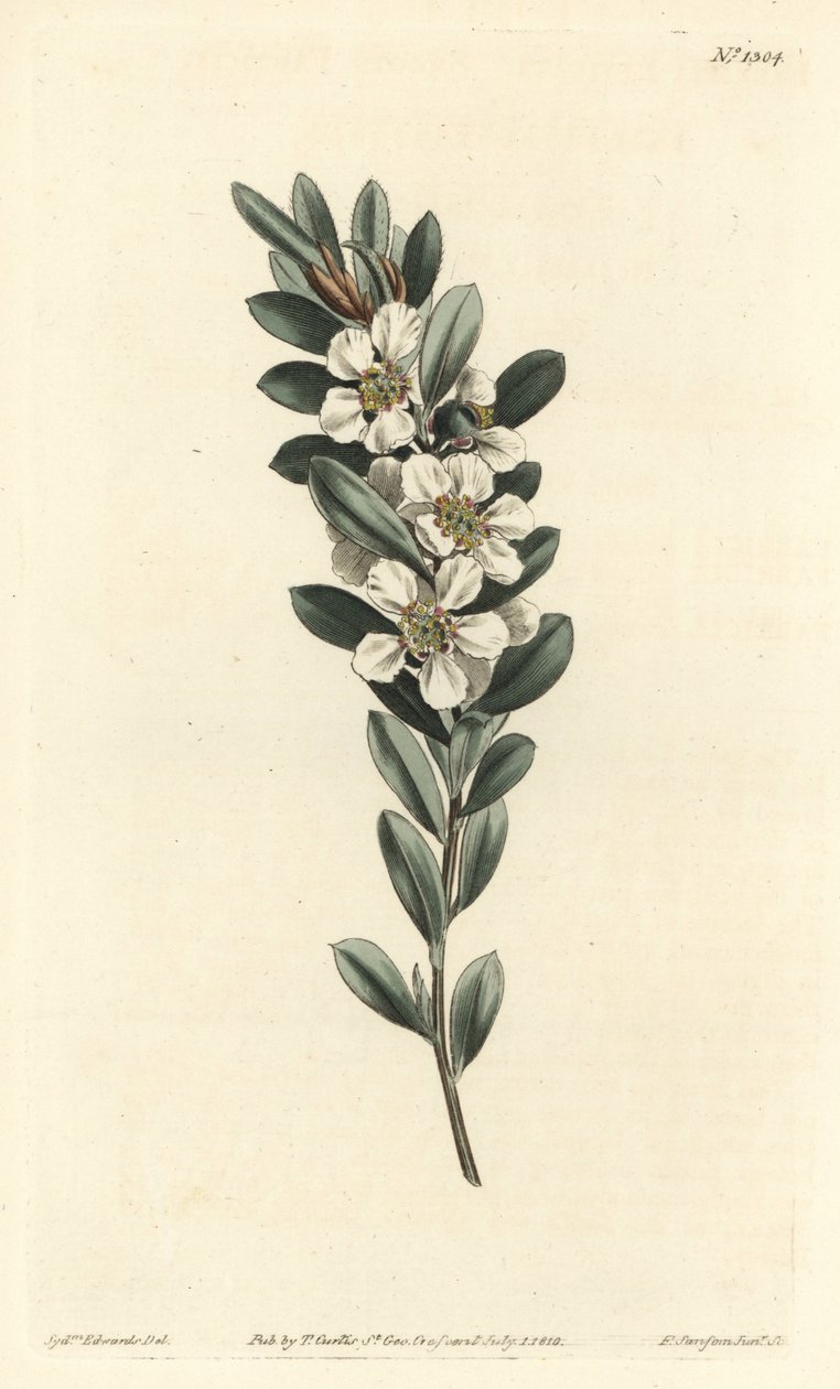 Tree a tai Australian myrtti - Rannikkoteepuu, Leptospermum laevigatum (Smooth fabricia, Fabricia laevigata). F. Sansom Jr.:n käsinvärinen kuparikaiverrus Sydenham Edwardsin kuvituksen jälkeen William Curtisin kasvitieteellisestä lehdestä, T. Cur tekijältä Sydenham Teast Edwards