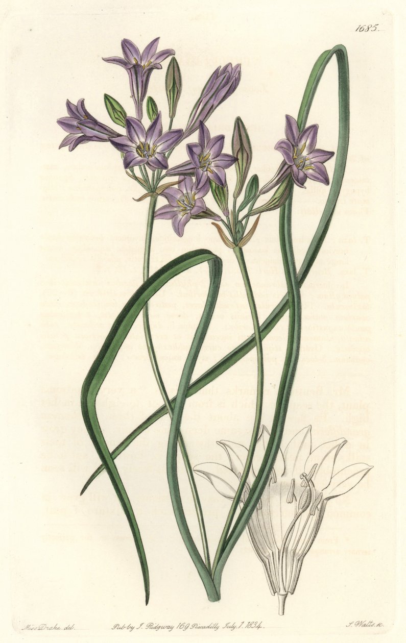 Triteleia ou brodiacea lache - S. Wattsin Water forte Sarah Anne Draken (1803-1857) kuvituksesta kasvitieteellisestä rekisteristä tekijältä Sydenham Teast Edwards