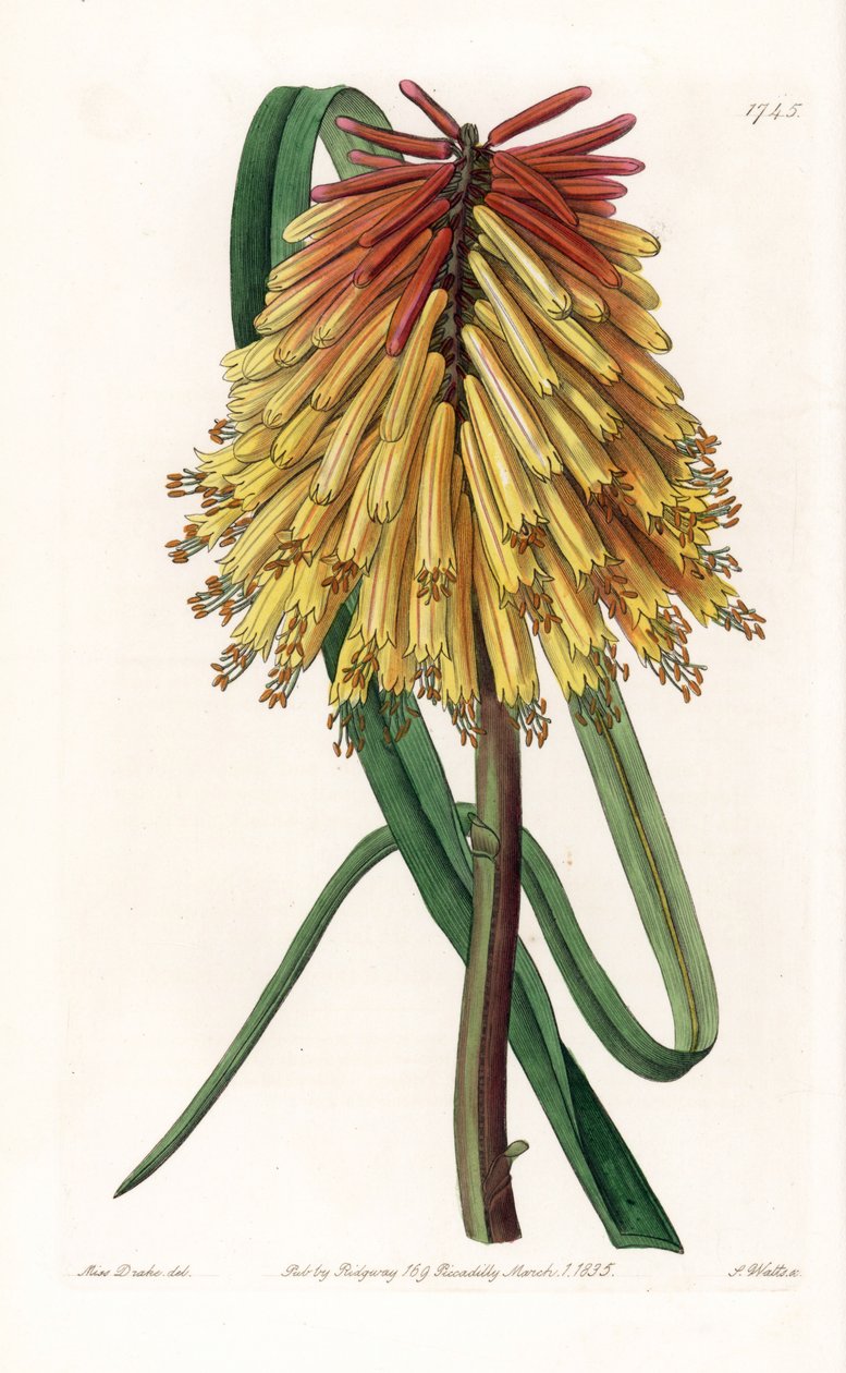 Tritome, pitkä nippu tai saatanan tison - S.Wattsin kaivertama levy Sarah Anne Draken (1803-1857) kuvituksesta, Englannin Sydenham Edwardsin (1768-1819) kasvitieteellisestä rekisteristä tekijältä Sydenham Teast Edwards