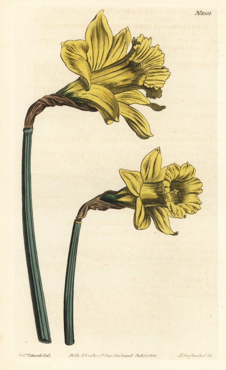 Trumpetti narsissi, Narcissus hispanicus (Suuri keltainen espanjalainen narsissi, Narcissus major). F. Sansom Jr.:n käsinvärinen kuparikaiverrus Sydenham Edwardsin kuvituksen jälkeen William Curtisin kasvitieteellisestä lehdestä, T. Curtis, Lontoo tekijältä Sydenham Teast Edwards