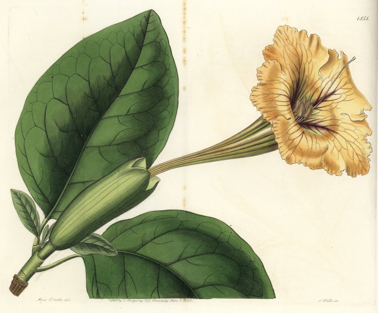 Trumpetti liaani tai kuppi kultaa - Chalice viiniköynnös tai pilkkukukkainen solandra, Solandra guttata. S. Wattsin käsinvärinen kuparikaiverrus Miss Sarah Draken kuvituksen jälkeen Sydenham Edwardsin kasvitieteellisestä rekisteristä, Ridgeway, Lontoo tekijältä Sydenham Teast Edwards