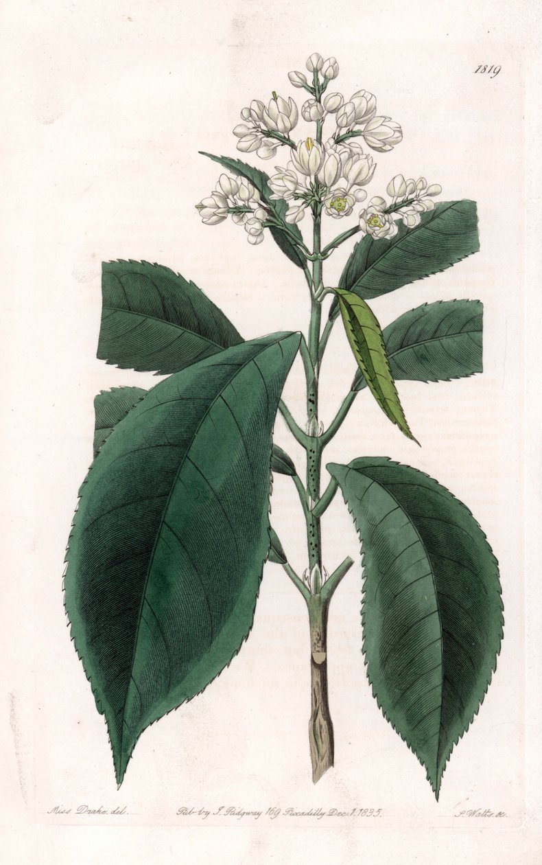 Turpinia Variete - S.Wattsin kaivertama levy Sarah Anne Draken (1803-1857) kuvituksesta, Englannin Sydenham Edwardsin (1768-1819) kasvitieteellisestä rekisteristä tekijältä Sydenham Teast Edwards