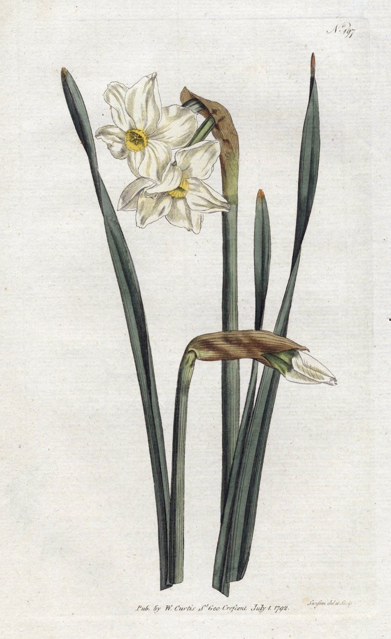Kaksikukkainen narsissi - Sydenham Edwardsin (1768-1819) litografia, levy William Curtisin kasvitieteellisestä lehdestä (1746-1799) tekijältä Sydenham Teast Edwards