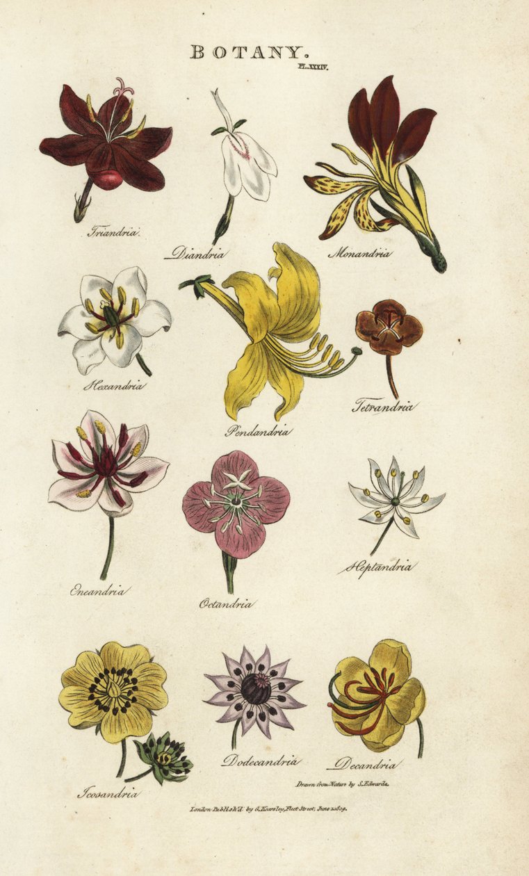 Kukkatyypit: Triandria, Diandria, Haskatria, Penandria, Tetrandria jne. Käsinvärinen kuparikaiverrus Sydenham Edwardsin mukaan John Mason Goodin Pantologiasta, New Encyclopediasta, G. Kearsley, Lontoo tekijältä Sydenham Teast Edwards