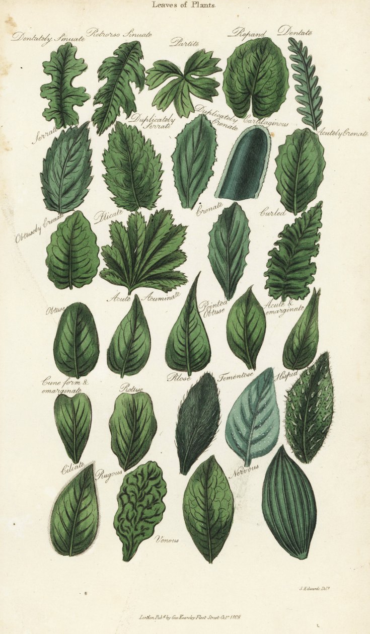 Kasvien lehtien tyypit. Käsinvärinen kuparikaiverrus Sydenham Edwardsin mukaan John Mason Goodin Pantologiasta, a New Encyclopedia, G. Kearsley, Lontoo tekijältä Sydenham Teast Edwards