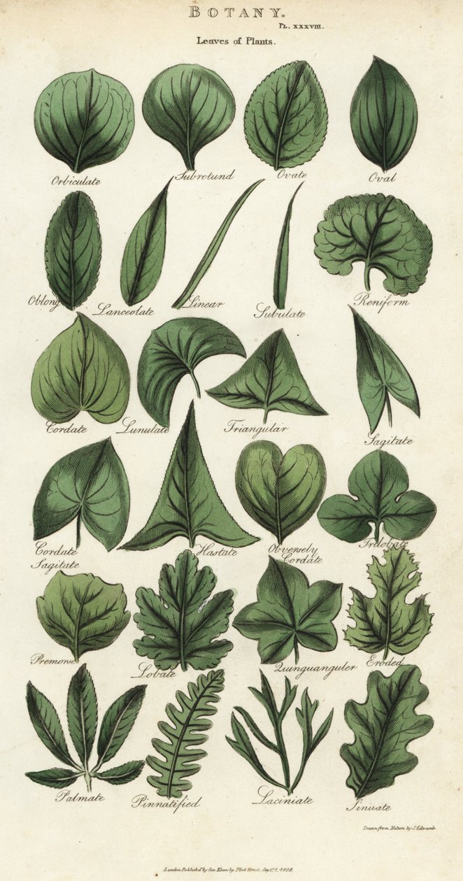 Kasvien lehtien tyypit. Käsinvärinen kuparikaiverrus Sydenham Edwardsin mukaan John Mason Goodin Pantologiasta, a New Encyclopedia, G. Kearsley, Lontoo tekijältä Sydenham Teast Edwards