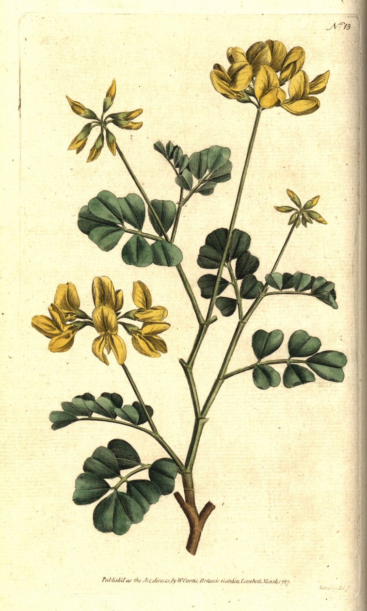 Valencia Coronilla - Scorpion virna, Coronilla valentina subsp. glauca (merenvihreä tai päiväntuoksuinen coronilla, Coronilla glauca). Käsinvärinen kuparikaiverrus Sydenham Edwardsin kasvitieteellisen kuvituksen jälkeen William Curtisin The Botanical Magaz tekijältä Sydenham Teast Edwards