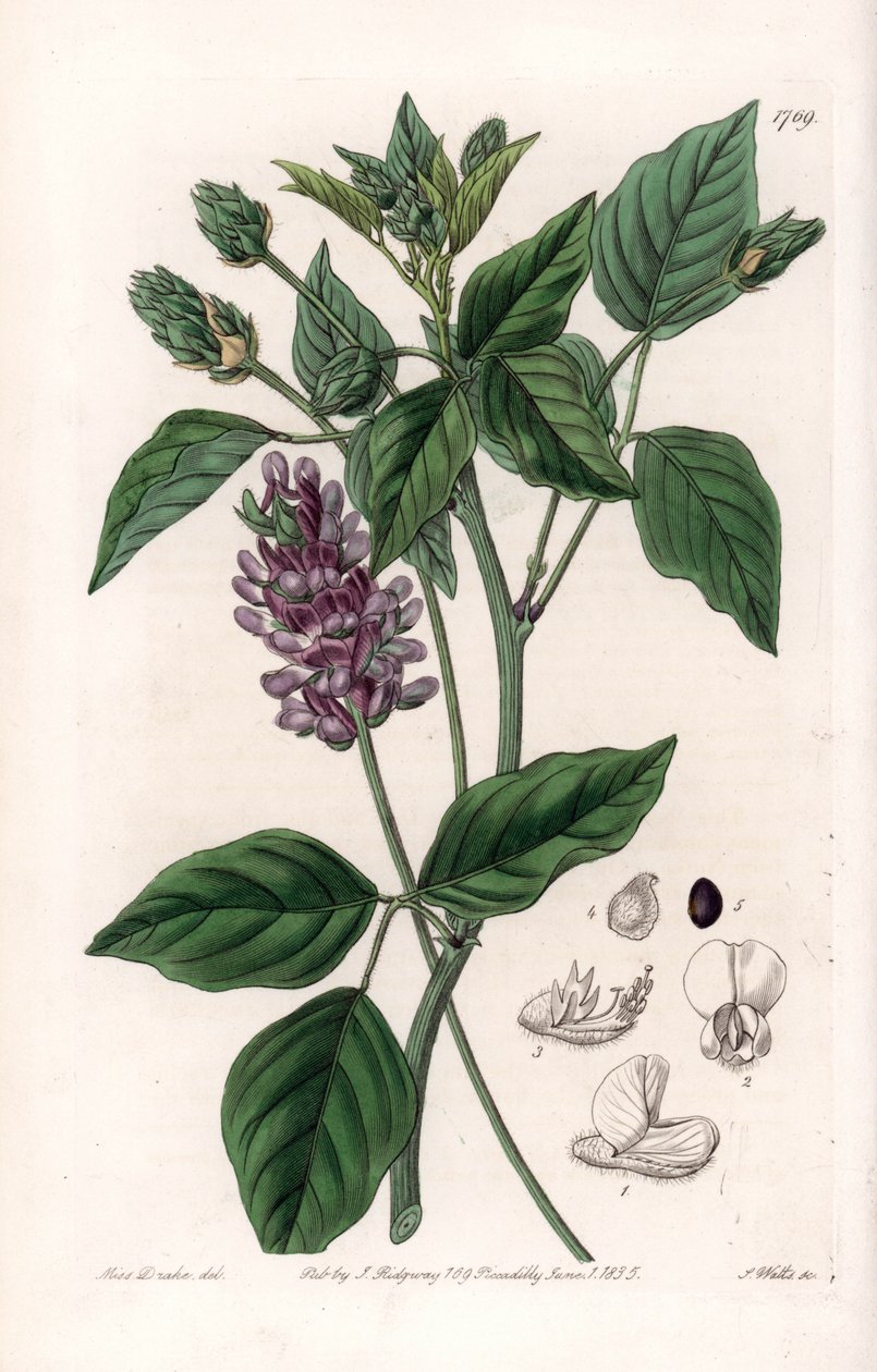 Variete de Psoralea - S.Wattsin kaiverrettu taulu Sarah Anne Draken (1803-1857) kuvituksesta, Englannin Sydenham Edwardsin (1768-1819) kasvitieteellisestä rekisteristä tekijältä Sydenham Teast Edwards