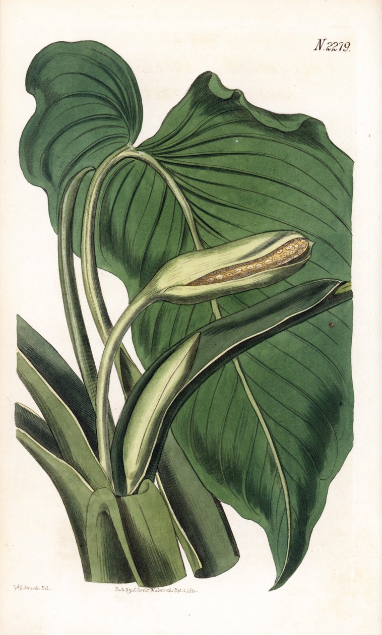 Variete de calla ou arum - Aromaattinen calla, Homalomena aromatica (Calla aromatica). Weddellin käsinvärinen kuparikaiverrus Sydenham Edwardsin kuvituksen jälkeen Samuel Curtisin "" Botanical Magazine" -lehdestä Lontoossa tekijältä Sydenham Teast Edwards