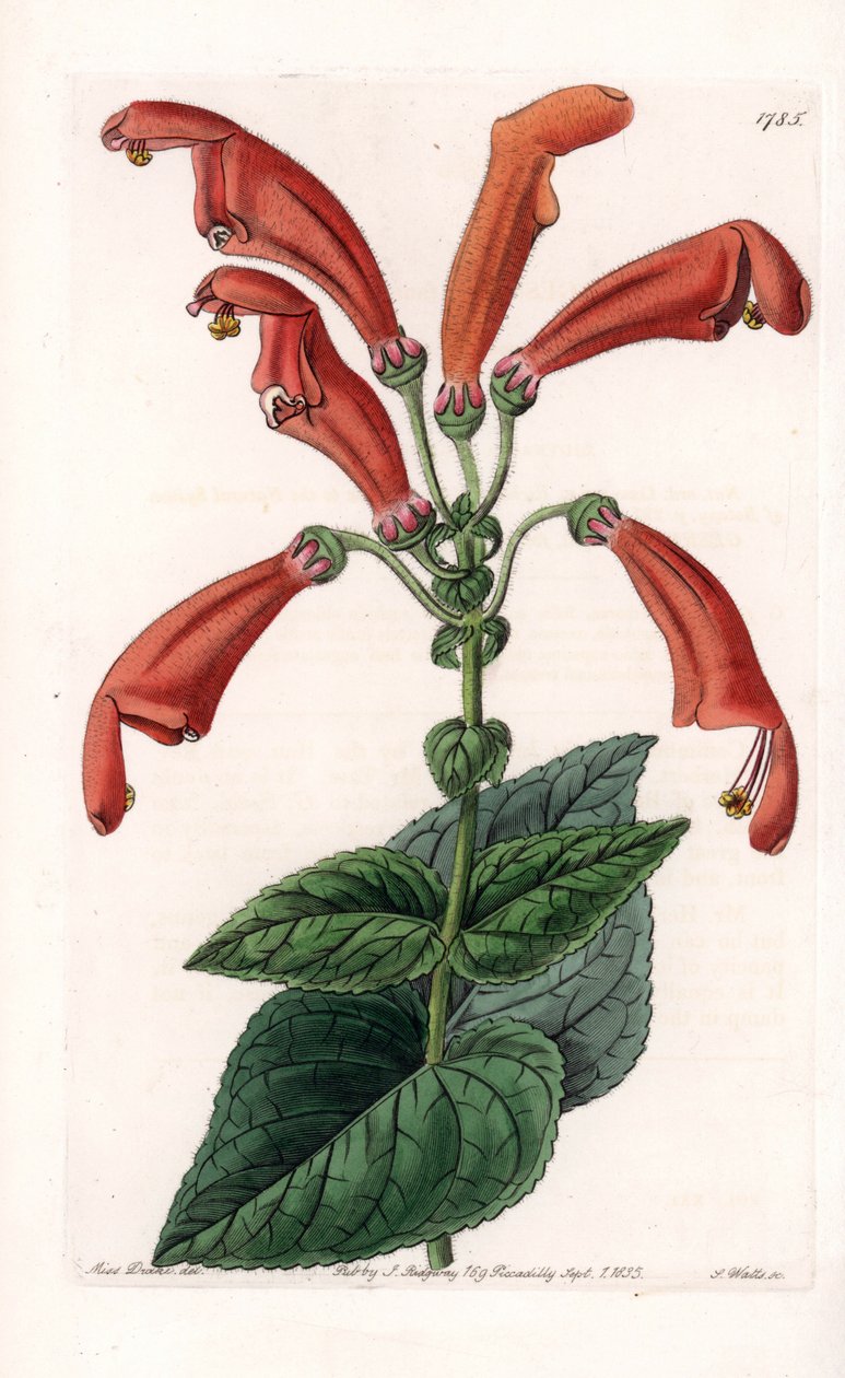 Variete de gesneria, kukka putkissa - S.Wattsin kaivertama levy, joka perustuu Sarah Anne Draken (1803-1857) kuvitukseen, Englannin Sydenham Edwardsin (1768-1819) kasvitieteellisestä rekisteristä tekijältä Sydenham Teast Edwards