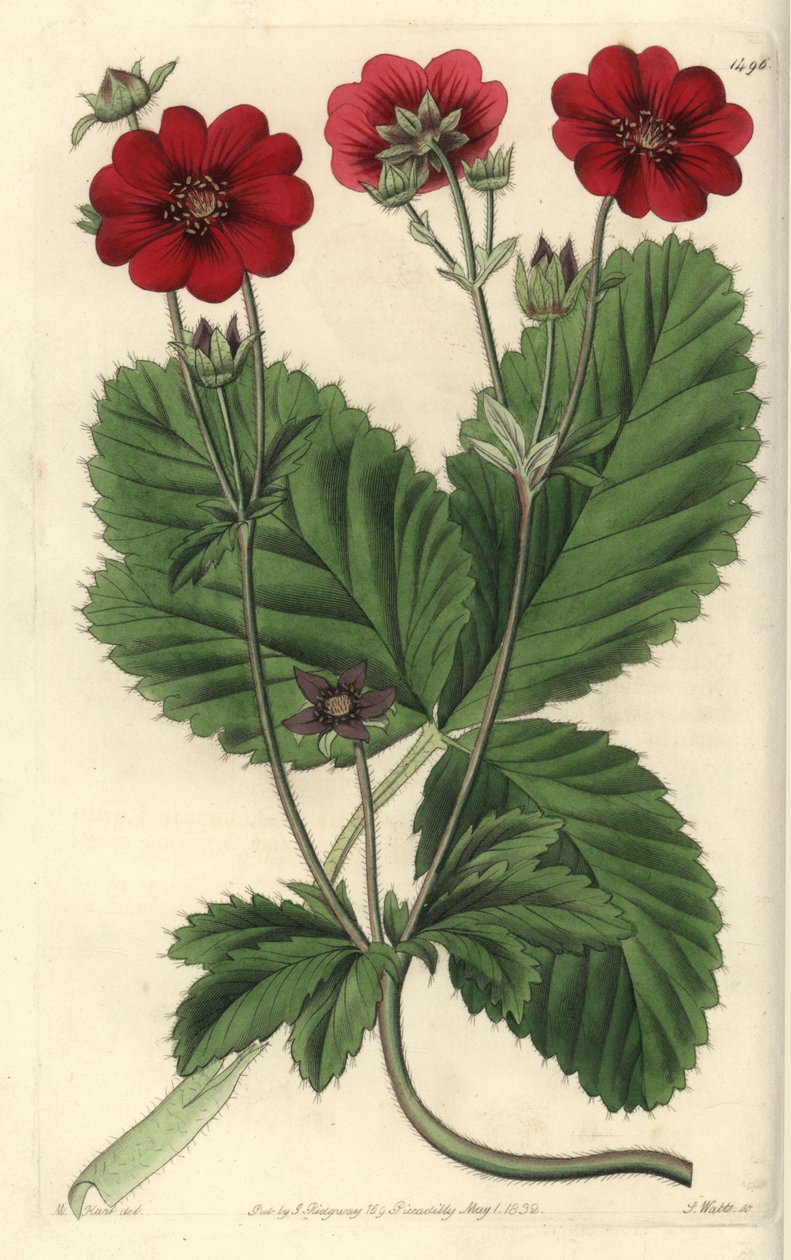 Cinquefoil-lajike - Russellin potentilla, Potentilla russelliana. S. Wattsin käsinvärinen kuparikaiverrus M. Hartin kuvituksen jälkeen Sydenham Edwardsin kasvitieteellisestä rekisteristä, Ridgeway, Lontoo tekijältä Sydenham Teast Edwards