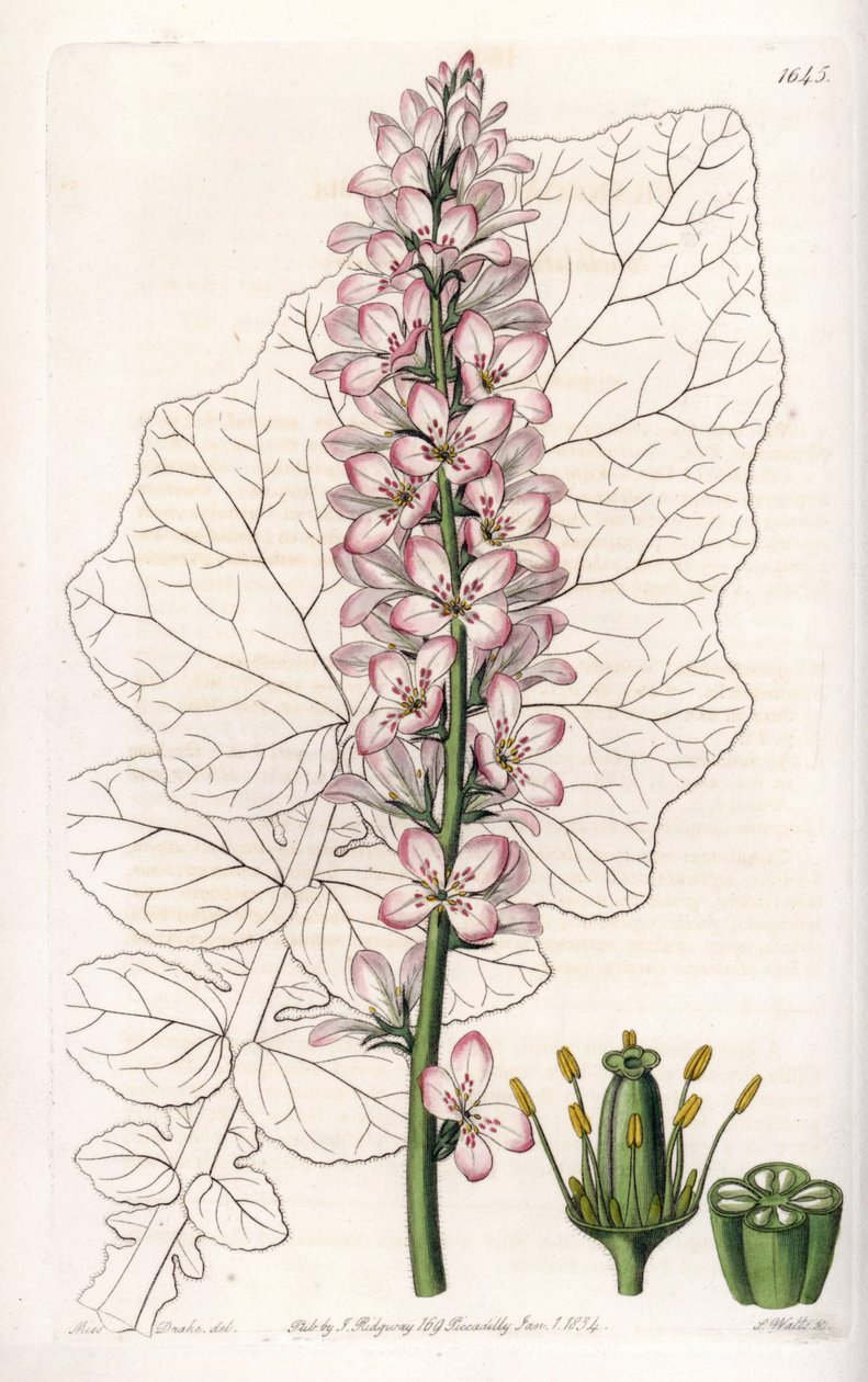 Chilessä endeeminen meijerilehtiä sisältävä Francoa-lajike - S.Wattsin kaiverrus Sarah Anne Draken (1803-1857) kuvituksesta, Englannin Sydenham Edwardsin (1768-1819) kasvitieteellisestä rekisteristä tekijältä Sydenham Teast Edwards