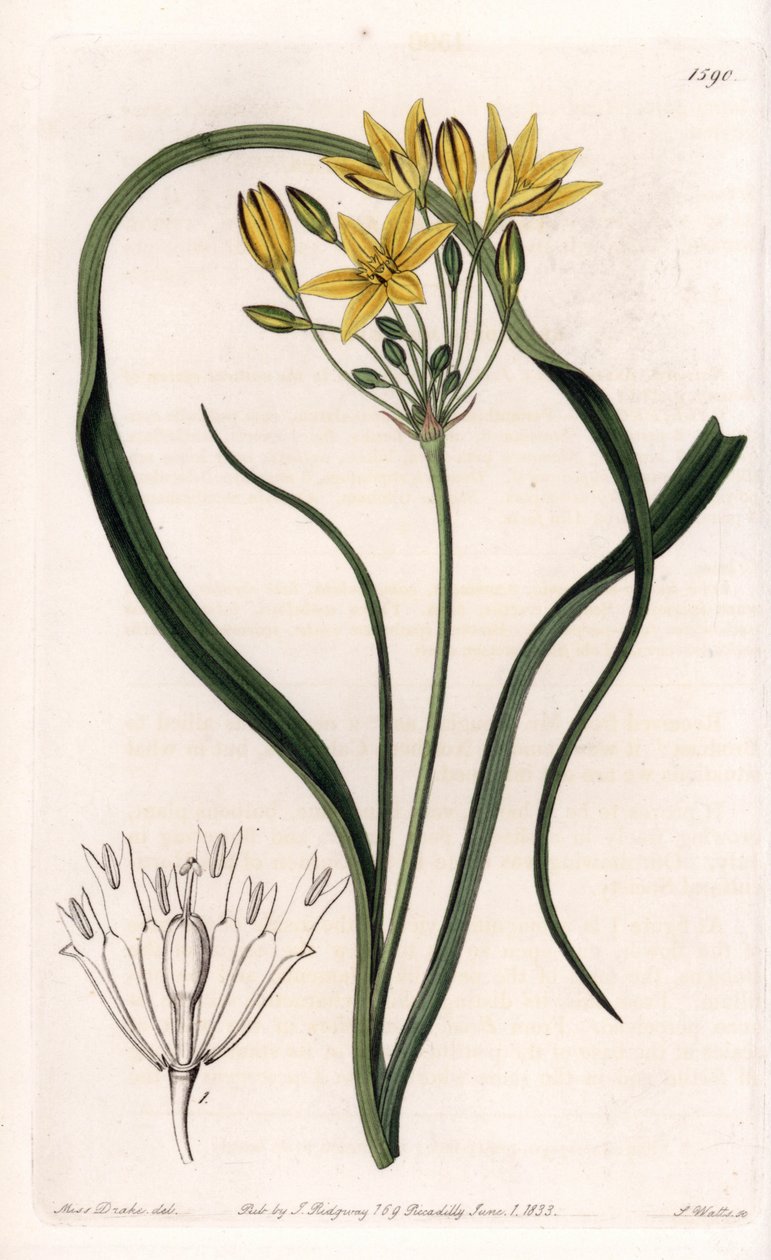 Triteleia- tai brodeleia-lajin muunnos, jolla on keltaiset kukat, kotoisin Kaliforniasta - S.Wattsin kaiverrettu levy Sarah Anne Draken (1803-1857) kuvituksesta Sydenham Edwardsin (1768-1819) kasvitieteellisestä rekisteristä (Botanical Register), Englanti. tekijältä Sydenham Teast Edwards