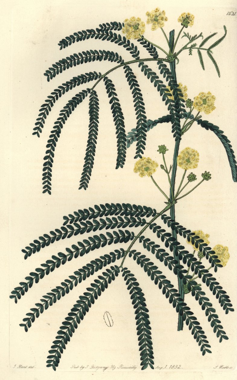 Akaasialajike (tai kassio) - Saniaislehtinen akaasia, Acacia pentadenia. S. Wattsin käsinvärinen kuparikaiverrus J. Hartin kuvituksen jälkeen Sydenham Edwardsin kasvitieteellisestä rekisteristä, Ridgeway, Lontoo tekijältä Sydenham Teast Edwards