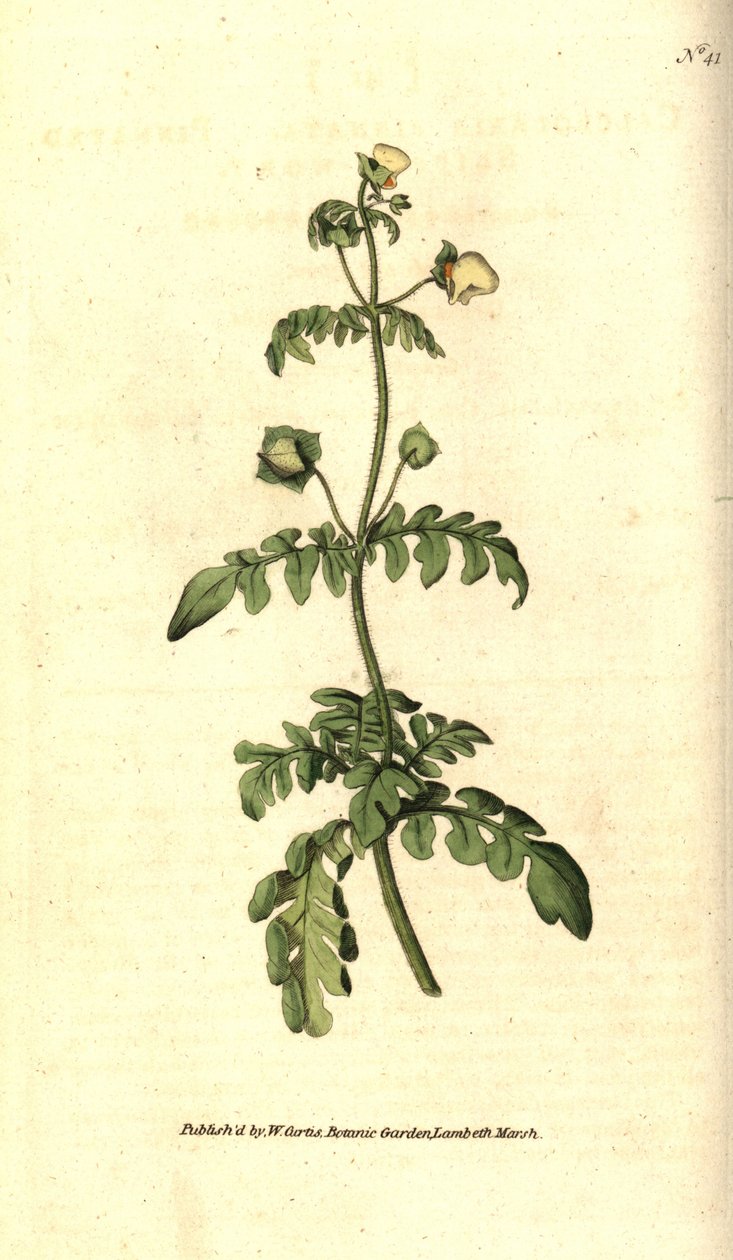 Lajike calceolar - Pinnated tohveli-vierre, Calceolaria pinnata. Käsinvärinen kuparikaiverrus James Sowerbyn kasvitieteellisen kuvituksen mukaan William Curtisin The Botanical Magazinesta, Lambeth Marsh, Lontoo tekijältä Sydenham Teast Edwards