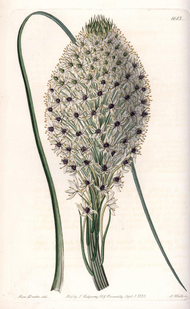 Liliacee (Helonias asphodeloides) - Kaiverrus S.Watts, Sarah Anne Draken (1803-1857) kuvituksesta, Englannin Sydenham Edwardsin (1768-1819) kasvitieteellisestä rekisteristä tekijältä Sydenham Teast Edwards